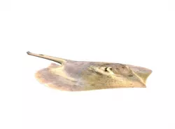Stingray Fish 3D model