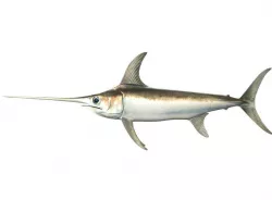 Swordfish Fish Xiphias Gladius 3D model