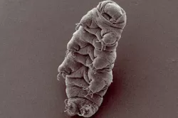 Waterbear and the Tardigrade Free 3D print model