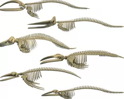 Whale Skeletons Models - Fin Right Sperm Killer Blue Humpback 3D model