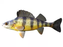 Yellow Perch Fish Perca Flavescens 3D model