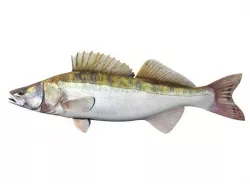 Zander Fish Sander Lucioperca 3D model