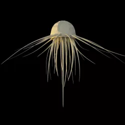 Alien jellyfish Free 3D model
