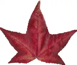 American Sweetgum Leaf Texture Pack Texture