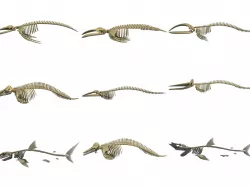 Aquatic Skeletons 3D Models 3D model
