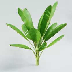 Banana tree Free 3D model