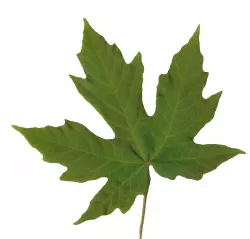 Bigleaf Maple Leaf Texture Pack Texture
