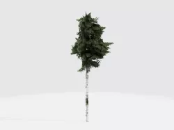 Birch tree fan  Free low-poly  3D model