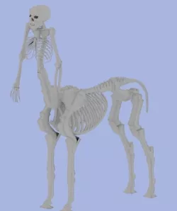Blender 3D Centaur skeleton model Free 3D model