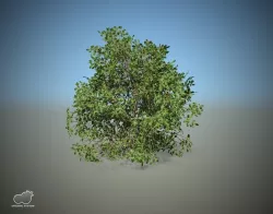 Bush - Mediterannean bush Free 3D model