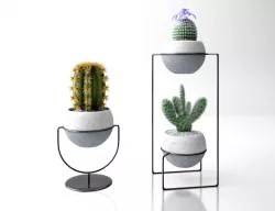 cactus collection Free 3D model