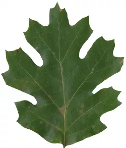 California Black Oak Texture Pack Texture