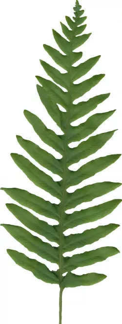 California Polypody Texture Pack Texture