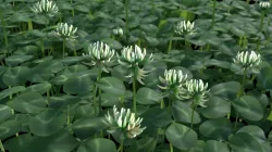 Clover Free 3D model