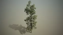 Conifer - Macedonian pine Free 3D model