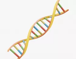 DNA Double Helix Low-poly  3D model