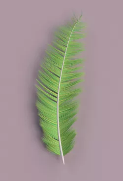 Feather Free 3D model