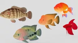 Fish Collection 01 Low-poly  3D model