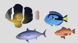 Fish Collection 04 Low-poly  3D model