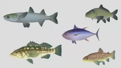 Fish Collection 05 Low-poly  3D model