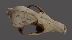 Fox Skull 3D model