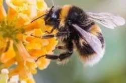 Free bee model- first attempt Free 3D model