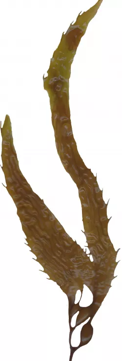 Giant Kelp Texture Pack Texture