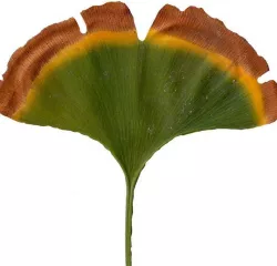 Ginkgo Texture Pack Texture