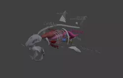 Great White Shark Interals  Free 3D model