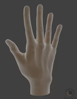 Hand Model Free 3D model