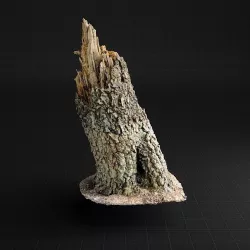 Highly Detailed birch tree trunk Free 3D model