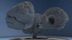 Human Brain Free 3D model