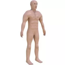 Human Free low-poly  3D model