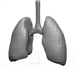 Human Lungs Low-poly Free low-poly  3D model
