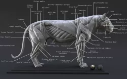 Lion Ecorche - Model Muscles Study -  3D model