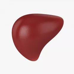 Liver Free 3D model