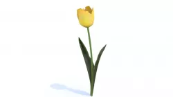 Low poly Tulip free sample  Free low-poly  3D model