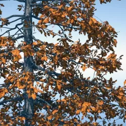 Oak Tree Free 3D model