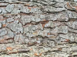 photo wood texture hdr Texture