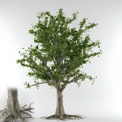 Pin cherry Tree Free 3D model