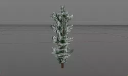 Pine Tree Free 3D model
