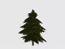 Pine tree Free 3D model