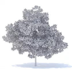 Plum Tree 3D Model 3D model