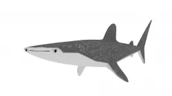 Rigged Low Poly Whale Shark for Blender Free 3D model