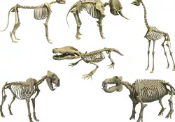 Savanna Animal Skeletons 3D model