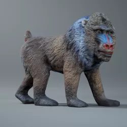 Scan - Mandrill Free 3D model