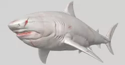 SHARK 13  Free 3D model