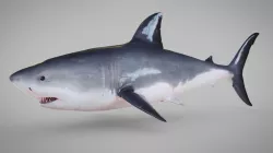 Shark Rigged Blender Low-poly  3D model
