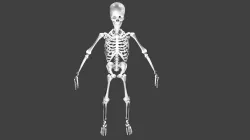 Skeleton 3D model