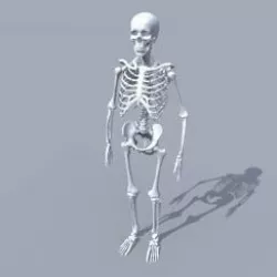 Skeleton Free 3D model